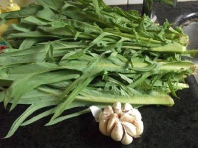 5.苦麦菜