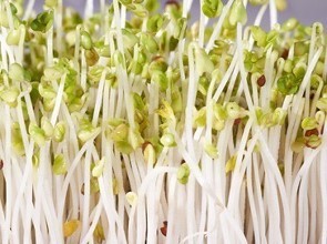 135.绿豆芽